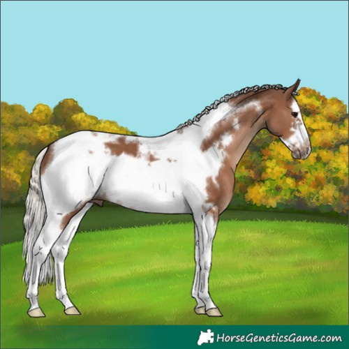 Horse Color:Silver Black Splash Tobiano Frame