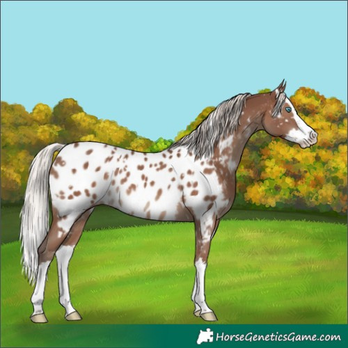 Horse Color:White Spotted Silver Black Splash Appaloosa 