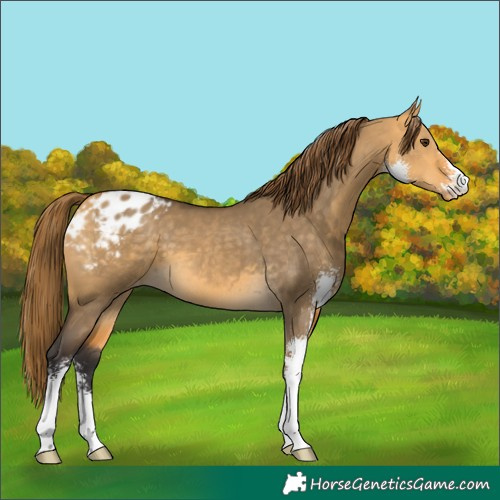 Horse Color:Buckskin Dun Sabino Appaloosa