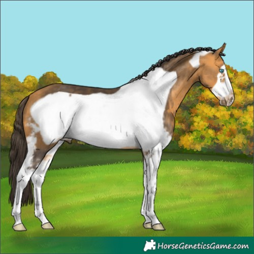 Horse Color:Buckskin Sabino Frame