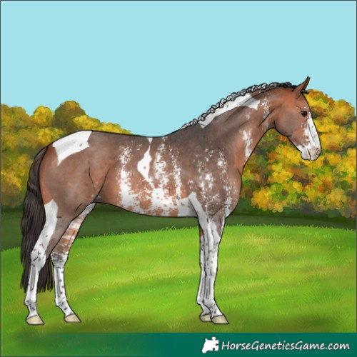 Horse Color:Bay Sabino Tobiano