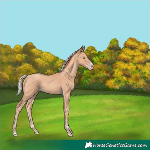 Horse Color:Silver Amber Champagne 
