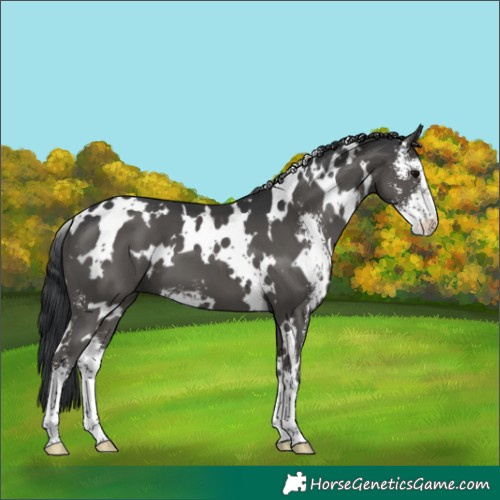 Horse Color:White Spotted Black Sabino