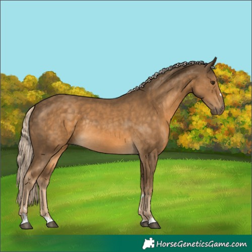 Horse Color:Chocolate Palomino Rabicano