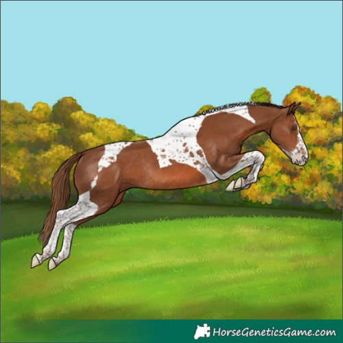 Horse Color:Chestnut Splash Tobiano Rabicano 