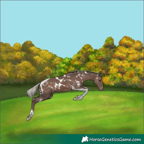 Horse Color:White Spotted Silver Black Tobiano Appaloosa 