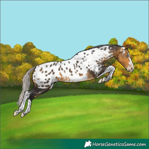 Horse Color:White Spotted Silver Buckskin Splash Tobiano Near Leopard Rabicano 