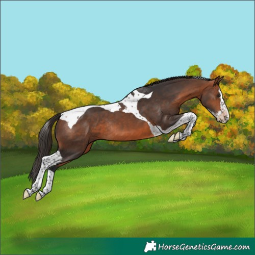 Horse Color:Bay Splash Tobiano Appaloosa Rabicano