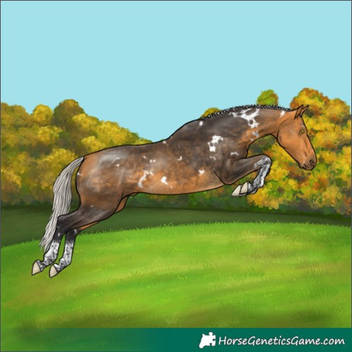 Horse Color:White Spotted Silver Buckskin Tobiano 