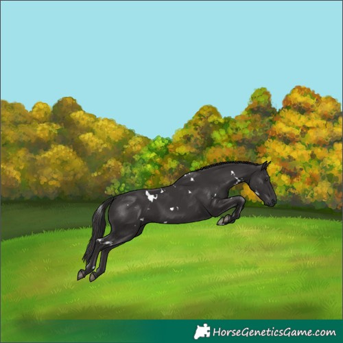 Horse Color:White Spotted Smoky Black