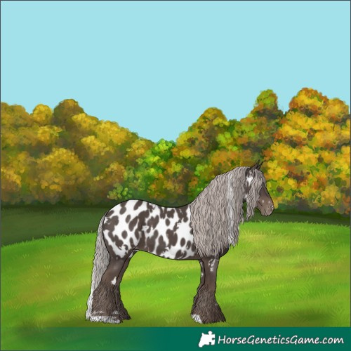 Horse Color:White Spotted Silver Black Appaloosa 