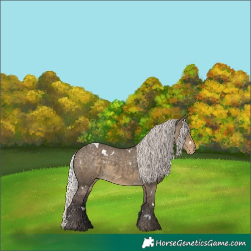 Horse Color:White Spotted Silver Smoky Grullo Appaloosa 