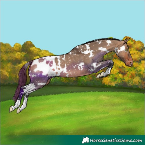 Horse Color:White Spotted Bay Dun Snowflake Varnish 