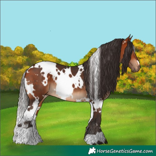 Horse Color:White Spotted Bay
