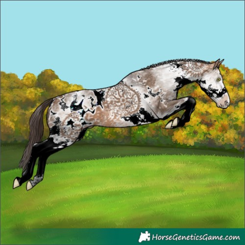 Horse Color:White Spotted Bay Dun Blanket