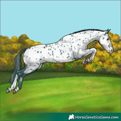 Horse Color:Watercolor Smoky Black Tobiano Near Leopard 