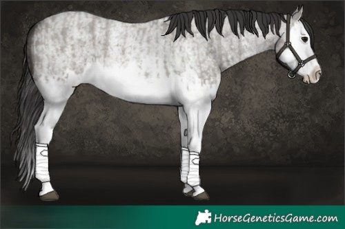 Horse Color:Grullo Roan Sabino Splash  and Smoky Grullo Roan Sabino Splash 