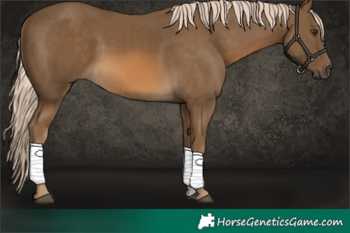 Horse Color:Chocolate Palomino 