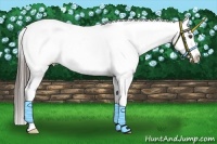 Horse Color:Black Sabino Splash Appaloosa 
