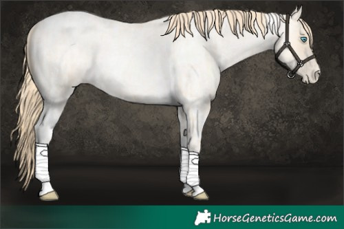 Horse Color:Buckskin Roan Pearl and Buckskin Roan Pearl Tobiano