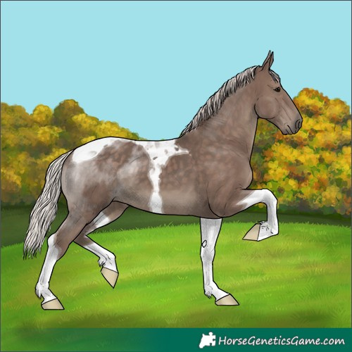 Horse Color:Silver Black Tobiano