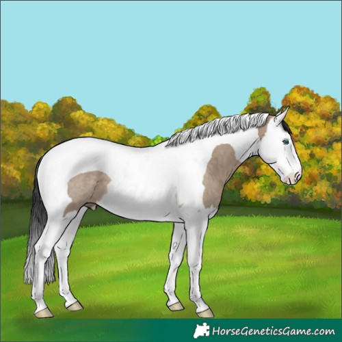 Horse Color:Brown Dun Splash Tobiano Rabicano 