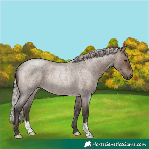 Horse Color:Silver Brown Roan Dun Rabicano