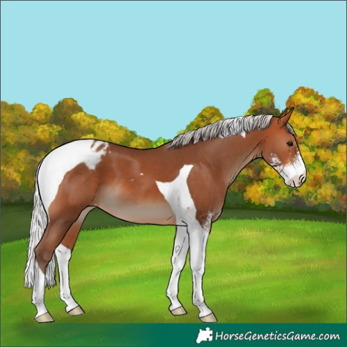 Horse Color:Silver Bay Sabino Tobiano Varnish