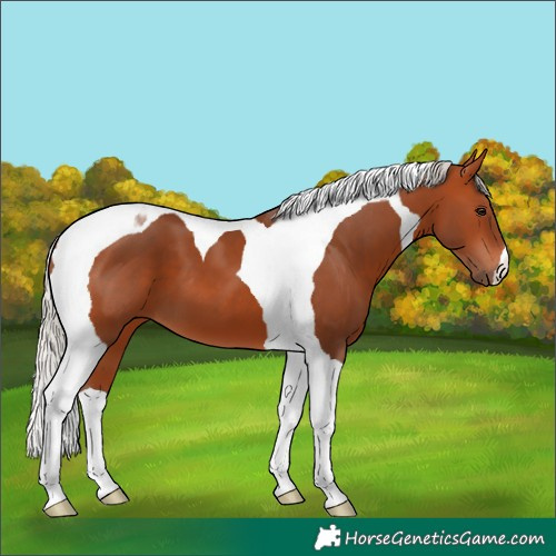 Horse Color:Silver Bay Tobiano