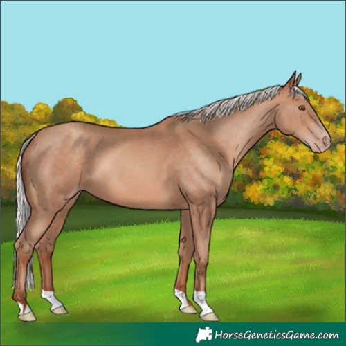 Horse Color:Silver Sable Champagne 
