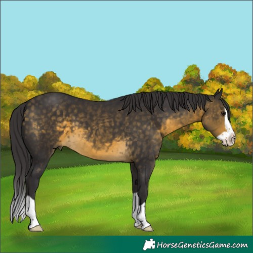 Horse Color:Buckskin Splash