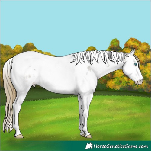 Horse Color:Buckskin Ice Roan Pearl Splash Tobiano Near Leopard