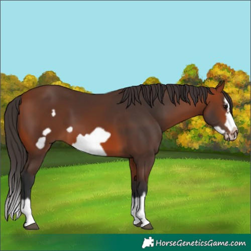 Horse Color:Bay Splash Frame 