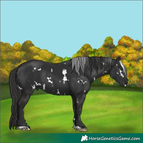 Horse Color:White Spotted Liver Chestnut Rabicano
