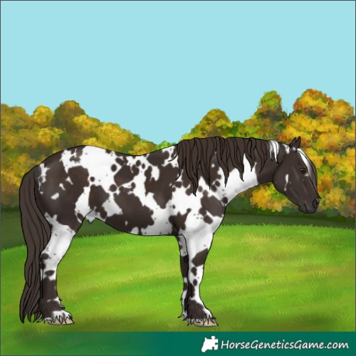 Horse Color:White Spotted Liver Chestnut