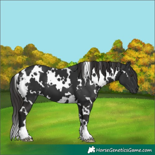 Horse Color:White Spotted Liver Chestnut 