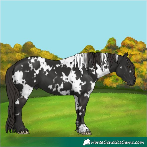 Horse Color:White Spotted Liver Chestnut