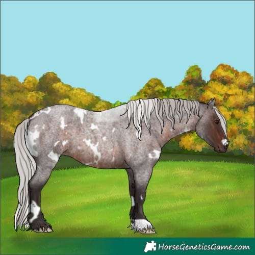 Horse Color:White Spotted Silver Brown Roan