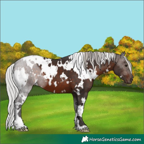Horse Color:White Spotted Silver Brown