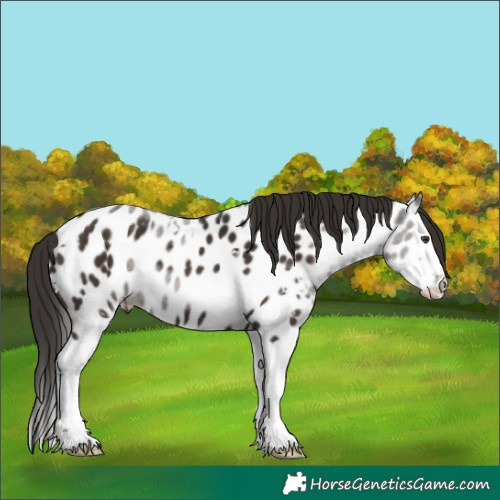Horse Color:White Spotted Liver Chestnut Splash Near Leopard 