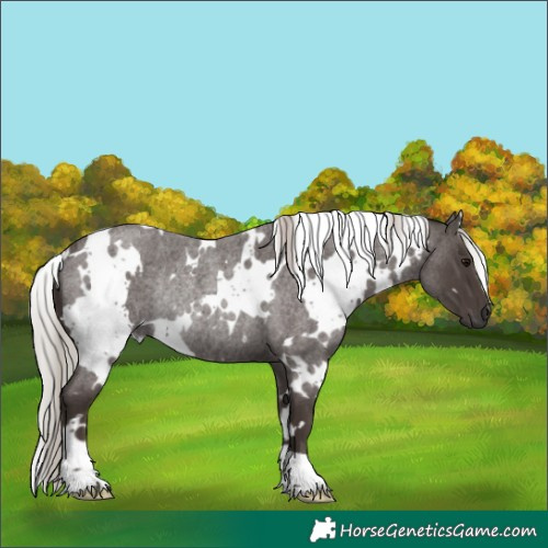 Horse Color:White Spotted Silver Blue Roan Rabicano 