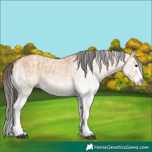 Horse Color:White Spotted Bay Dun Splash and White Spotted Bay Dun Splash