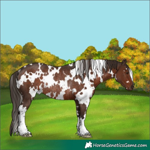 Horse Color:White Spotted Liver Chestnut Rabicano 