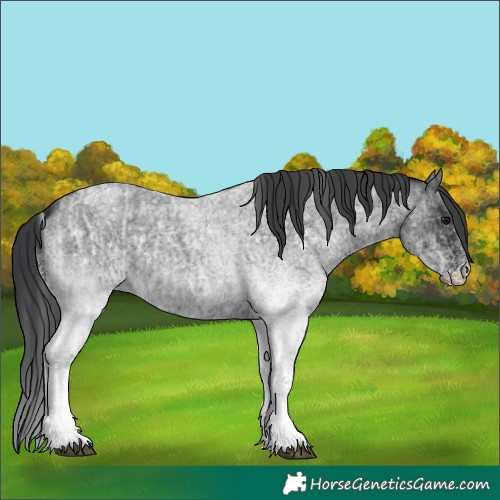 Horse Color:White Spotted Blue Roan Rabicano and White Spotted Blue Roan Rabicano