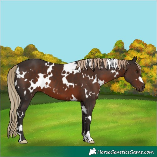 Horse Color:White Spotted Liver Chestnut 