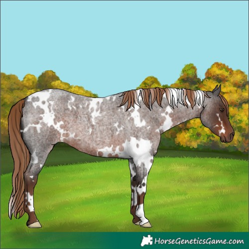 Horse Color:White Spotted Liver Red Roan