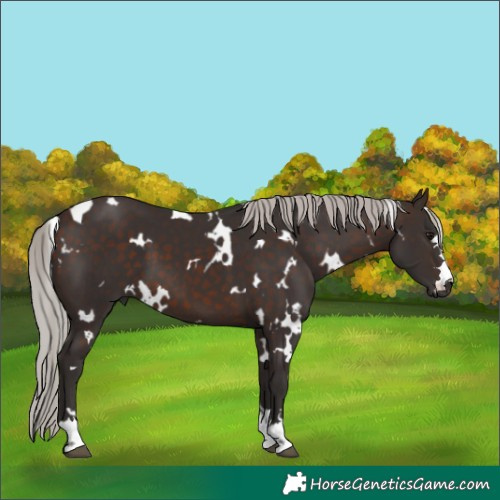 Horse Color:White Spotted Silver Brown