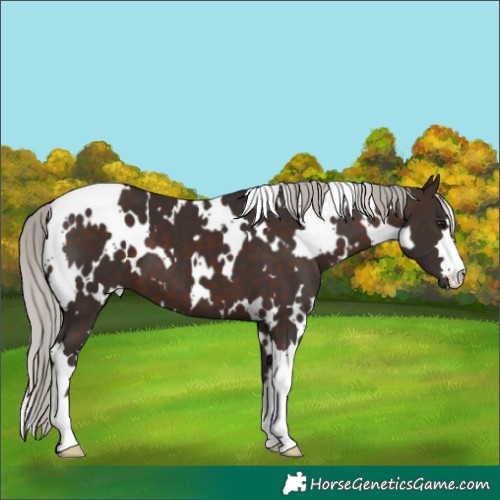 Horse Color:White Spotted Silver Brown 