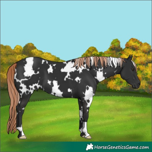 Horse Color:White Spotted Liver Chestnut