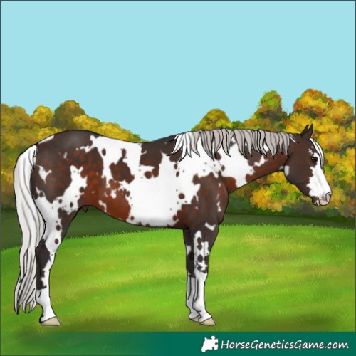 Horse Color:White Spotted Silver Brown 